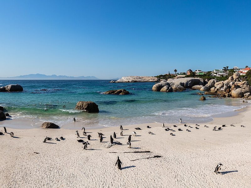 Boulders Beach, a popular Cape Comfort destination